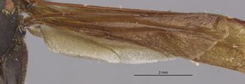 Media type: image;   Entomology 33137 Aspect: Wing hind